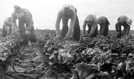 Today in labor history: 1934 Filipino lettuce cutters strike