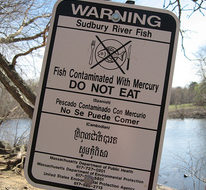 Mercury contaminates fish nationwide, study shows