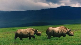 Of rhinos and candidates