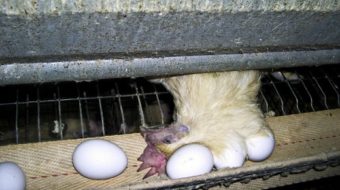 Factory farms produce more than eggs