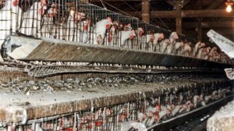Factory farms exposed in recall of half billion eggs