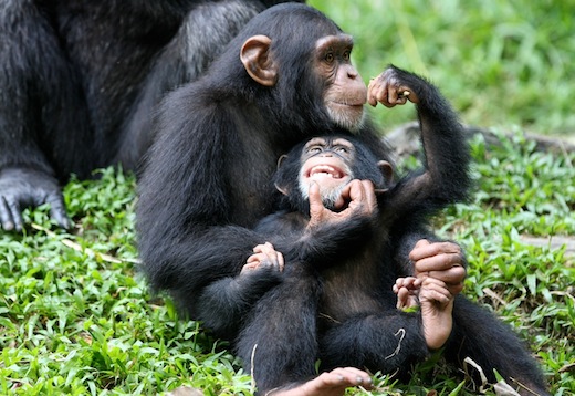 Ape personhood is step in right direction