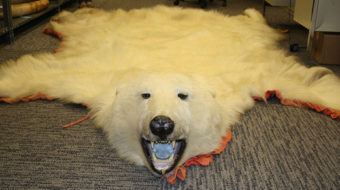 Activists call for end to polar bear killings