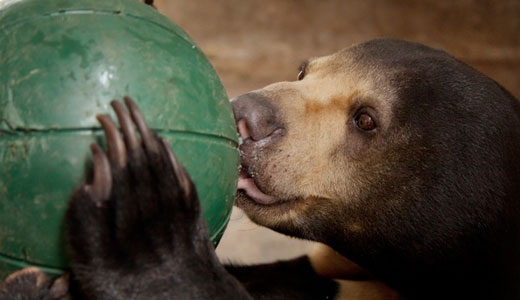 Historic vote to end “bear farming”