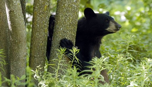 Alberta oil sands: bear death toll rises, Lakotas protest