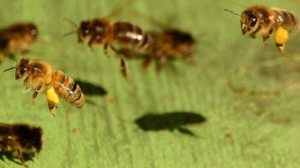 Europe may ban bee-killing pesticides