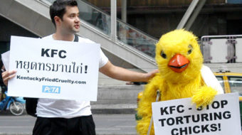 KFC’s tainted legacy of rainforest destruction, animal cruelty