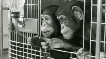Hundreds of chimps to be moved from labs to sanctuary