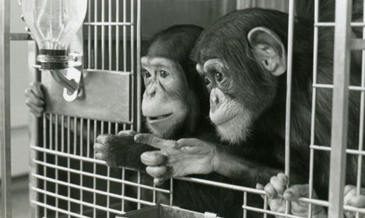 Hundreds of chimps to be moved from labs to sanctuary