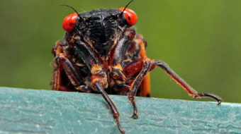 East Coast to be overrun by billions of cicadas