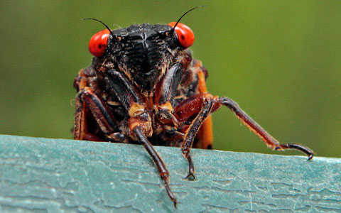 East Coast to be overrun by billions of cicadas