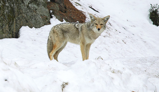 Coyotes in the city: lessons for 2011