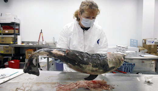 Gulf dolphins suffer post-oil spill illnesses