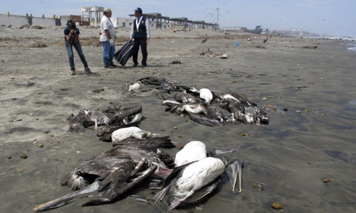 Mass bird, dolphin deaths in Peru