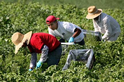 San Diego: land of day laborers, farm workers and guest workers