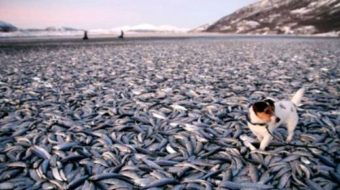 Dead birds and fish provoke concerns