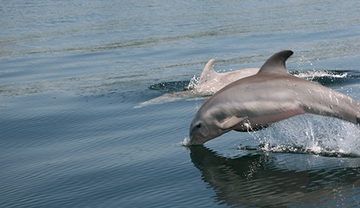 Blood Dolphins shines light on dolphin’s plight