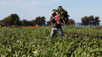 Union and growers split on immigration plan