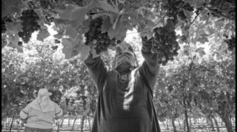 Growers move to gut California’s farm labor law