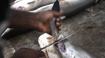 Costa Rica bans hunting, but what about shark finning?