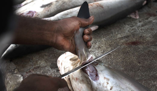 Costa Rica bans hunting, but what about shark finning?