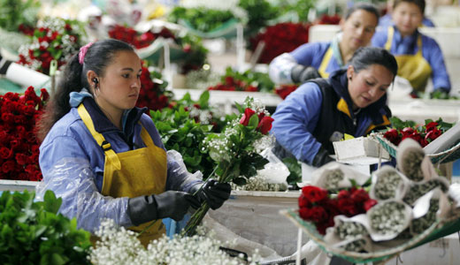 Flower workers: giving Valentine’s Day new meaning