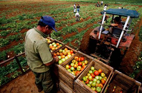 Cuba’s cooperative farms break new ground in production