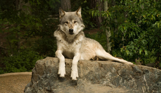 Gray wolf gets endangered species protection in California