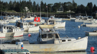 Union flags fly along the Maine coast