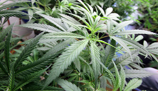 Could medical marijuana turn Florida blue in 2014?