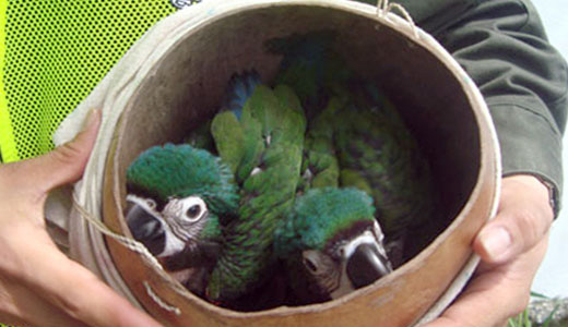 Crackdown on illegal pet trade