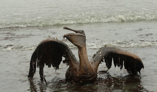 Environment watchdogs demand long suspension for BP