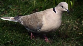 NRA fights for right to torture pigeons