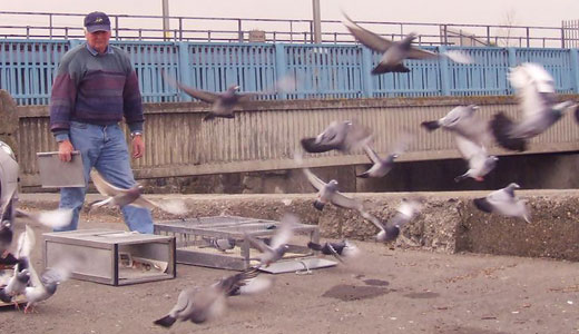 Pigeon abuse is a multi-million-dollar enterprise