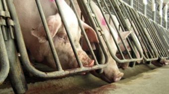 Animal rights activists fighting “Ag-Gag” laws