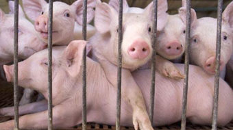 Factory farming: Torture with a side of pollution