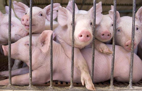 Factory farming: Torture with a side of pollution
