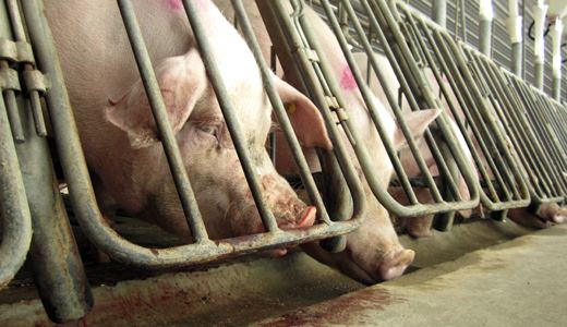 Animal rights activists fighting “Ag-Gag” laws