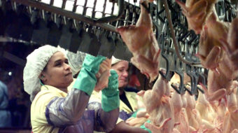 Study: 57 percent of poultry workers suffer ergonomic ills
