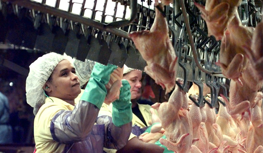 Study: 57 percent of poultry workers suffer ergonomic ills