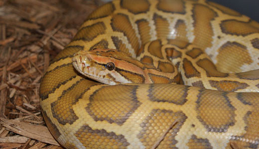 Pythons invading Everglades, hunting animals to extinction