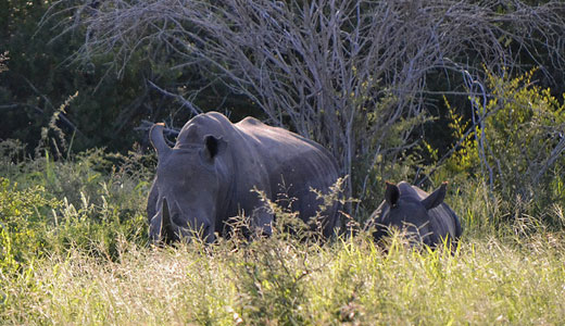Western black rhino declared extinct