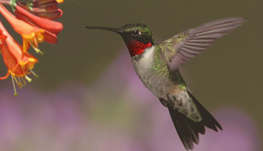 Birds feeling the sting of bee-killing pesticides