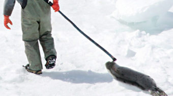 Is seal killing at an end?