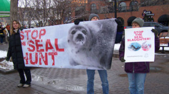 Chinese activists don’t want Canada’s ill-begotten seal products