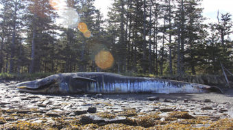 Scientists alarmed by 30 whale deaths