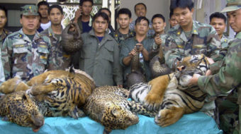 Thai house raid reveals ongoing attacks on wildlife