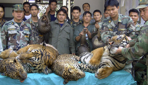 Thai house raid reveals ongoing attacks on wildlife