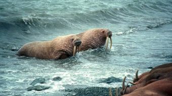 With walruses on thin ice, Shell pursues Arctic drilling