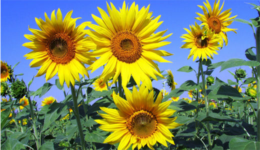Survival and generosity: Lessons from sunflowers